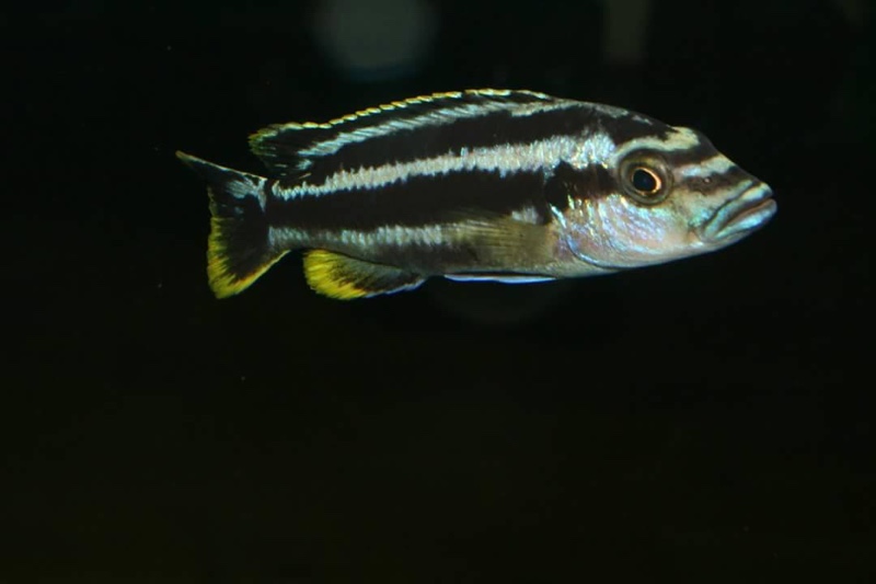 Melanochromis kaskazini